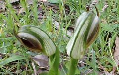 Pterostylis cucullata
