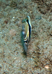 Rhinecanthus rectangulus