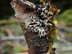 Menegazzia subsimilis