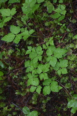 Tiarella trifoliata