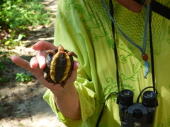 Rhinoclemmys pulcherrima rogerbarbouri