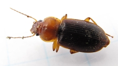 Amphasia interstitialis