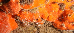 Stenopus hispidus