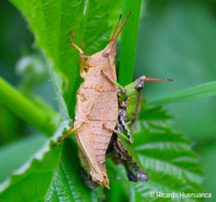 Tropidostethus angusticollis