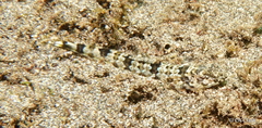 Synodontidae