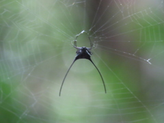 Macracantha arcuata