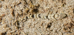 Synodontidae