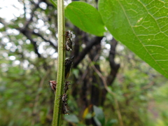 Aconophora compressa