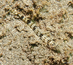 Synodontidae