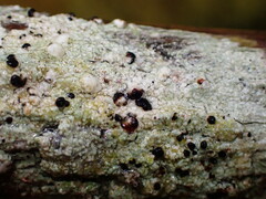 Mycoblastus sanguinarius