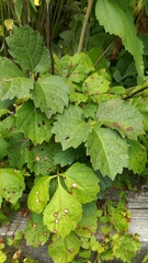 Parthenocissus tricuspidata