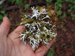 Hypogymnia tubulosa