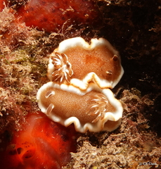 Glossodoris rufomarginata