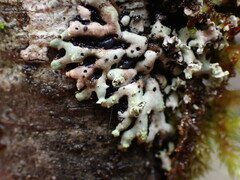 Menegazzia subsimilis