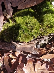 Tetraphis pellucida