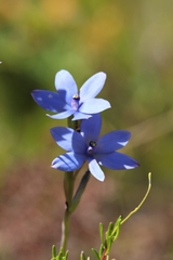 Thelymitra crinita