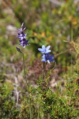 Thelymitra crinita
