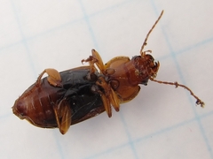 Amphasia interstitialis