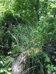 Muhlenbergia frondosa