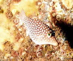 Canthigaster jactator
