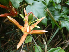 Passiflora cinnabarina
