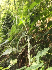 Muhlenbergia frondosa