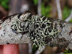 Hypotrachyna sinuosa