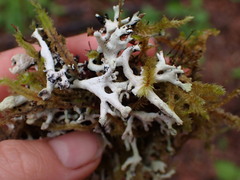 Hypogymnia tubulosa