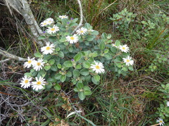 Olearia tomentosa
