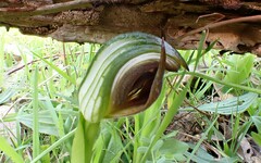 Pterostylis cucullata