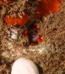 Heterocentrotus mamillatus