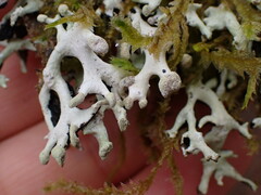 Hypogymnia tubulosa