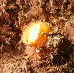 Vermetoidea