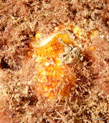 Vermetoidea