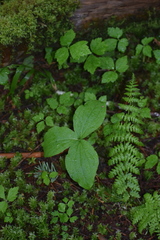Trillium ovatum