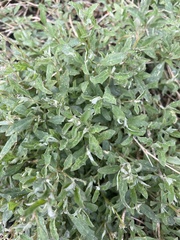 Atriplex semibaccata