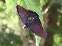 Phocides pigmalion