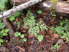 Dicentra formosa