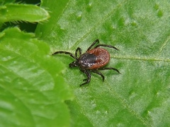 Ixodes