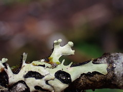 Hypotrachyna sinuosa