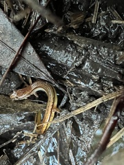 Eurycea chamberlaini