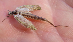 Ephemera varia