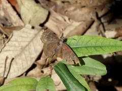 Ephyriades brunnea floridensis