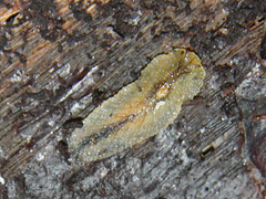 Athoracophorus