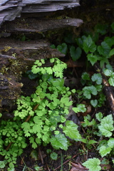 Thalictrum occidentale