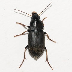 Amphasia sericea