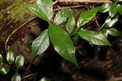Ficus fraseri