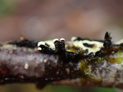 Hypotrachyna sinuosa