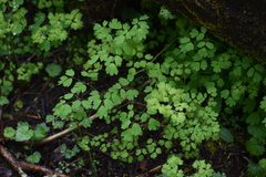 Thalictrum occidentale