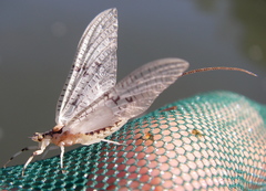 Ephemera varia
